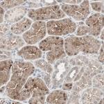 PPP2R4 Antibody in Immunohistochemistry (Paraffin) (IHC (P))