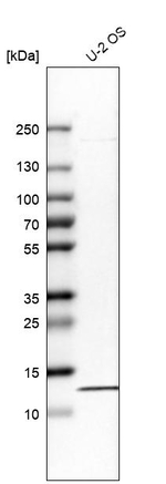 RPA14 Antibody in Western Blot (WB)
