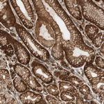 VASP Antibody in Immunohistochemistry (Paraffin) (IHC (P))