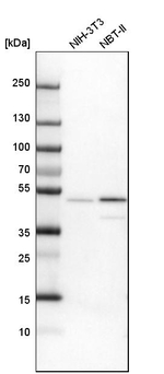 VASP Antibody in Western Blot (WB)