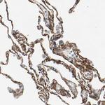 EPB41L2 Antibody in Immunohistochemistry (Paraffin) (IHC (P))