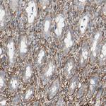 EPB41L2 Antibody in Immunohistochemistry (Paraffin) (IHC (P))