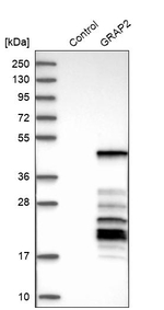 GRAP2 Antibody in Western Blot (WB)