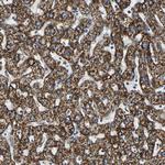 ECH1 Polyclonal Antibody