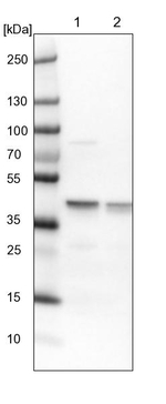 ECH1 Antibody in Western Blot (WB)