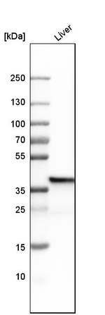 FBP1 Antibody in Western Blot (WB)