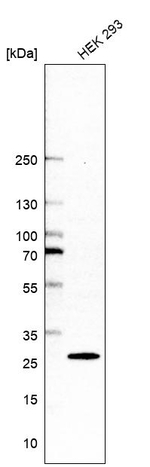 CK2 beta Antibody in Western Blot (WB)