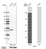 CLIC3 Antibody in Western Blot (WB)