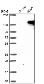 P-Selectin Antibody in Western Blot (WB)