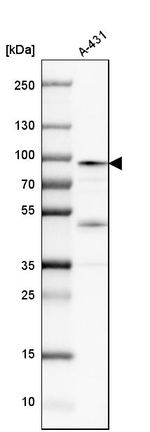 Mu-Calpain Antibody in Western Blot (WB)