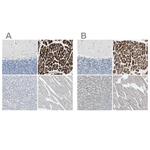 FHL2 Antibody in Immunohistochemistry (Paraffin) (IHC (P))