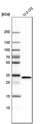 FHL2 Antibody in Western Blot (WB)
