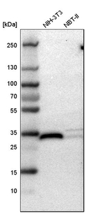FHL2 Antibody in Western Blot (WB)