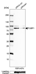 FUBP1 Antibody in Western Blot (WB)