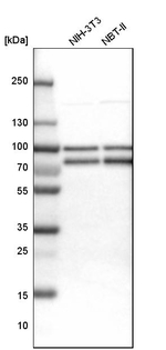 FUBP1 Antibody in Western Blot (WB)