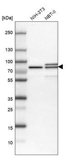 MTA2 Antibody in Western Blot (WB)
