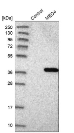 MED4 Antibody in Western Blot (WB)
