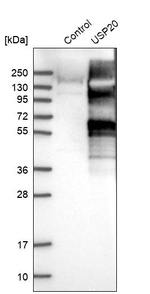 USP20 Antibody in Western Blot (WB)