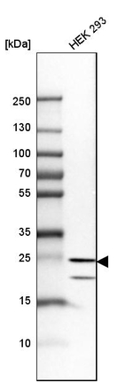 HPRT1 Antibody in Western Blot (WB)