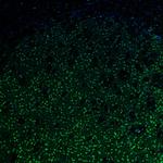 UBF-1 Antibody in Immunohistochemistry (Paraffin) (IHC (P))