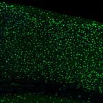 UBF-1 Antibody in Immunohistochemistry (Paraffin) (IHC (P))