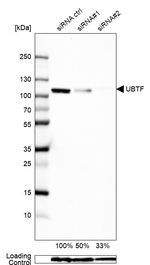 UBF-1 Antibody in Western Blot (WB)