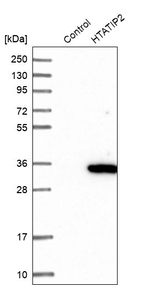 TIP30 Antibody in Western Blot (WB)