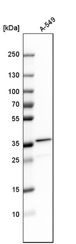 TIP30 Antibody in Western Blot (WB)