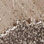 Ubiquilin 2 Antibody in Immunohistochemistry (Paraffin) (IHC (P))