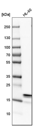 p21 ARC Antibody in Western Blot (WB)