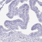 SCGN Antibody in Immunohistochemistry (Paraffin) (IHC (P))