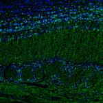 SCGN Antibody in Immunohistochemistry (Paraffin) (IHC (P))