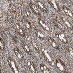 EPB41L2 Antibody in Immunohistochemistry (Paraffin) (IHC (P))