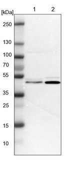 FEN1 Antibody in Western Blot (WB)
