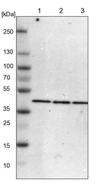 ACAA1 Antibody in Western Blot (WB)