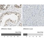 XRCC4 Antibody