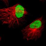 XRCC4 Antibody in Immunocytochemistry (ICC/IF)