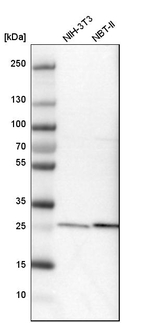 Calpain S1 Antibody in Western Blot (WB)