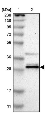 GTF2F2 Antibody in Western Blot (WB)