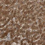 PRDX6 Antibody in Immunohistochemistry (Paraffin) (IHC (P))