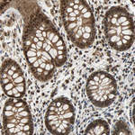PRDX6 Antibody in Immunohistochemistry (Paraffin) (IHC (P))