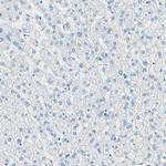 Nestin Polyclonal Antibody