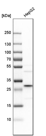 KHK Antibody in Western Blot (WB)