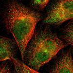 FLII Polyclonal Antibody