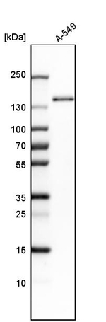 FLII Antibody in Western Blot (WB)