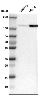 FLII Antibody in Western Blot (WB)