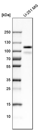 PTPN12 Antibody in Western Blot (WB)