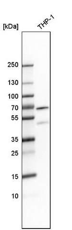 MEF2D Antibody in Western Blot (WB)
