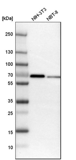 MEF2D Antibody in Western Blot (WB)
