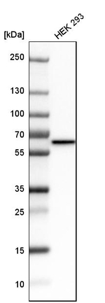 MST2 Antibody in Western Blot (WB)